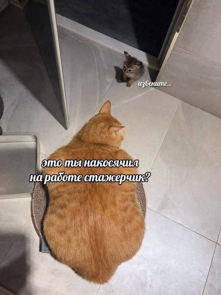 #IT
😂 Твой Пакет Мемов
🛍 Другие каналы | Сетка — социальная сеть от hh.ru
