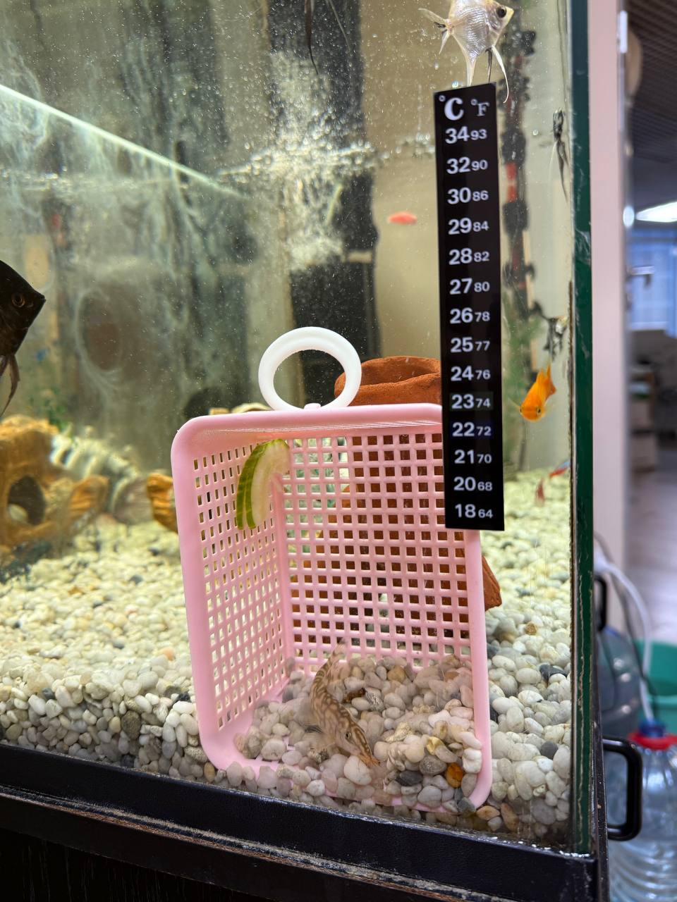Аквариумный синдром или как не стать "мальком на ужин" в новом коллективе 🐟
В моем офисе есть аквариум. И в нем живет сомик — на первый взгляд милый, тихий, скромный обитатель | Сетка — социальная сеть от hh.ru