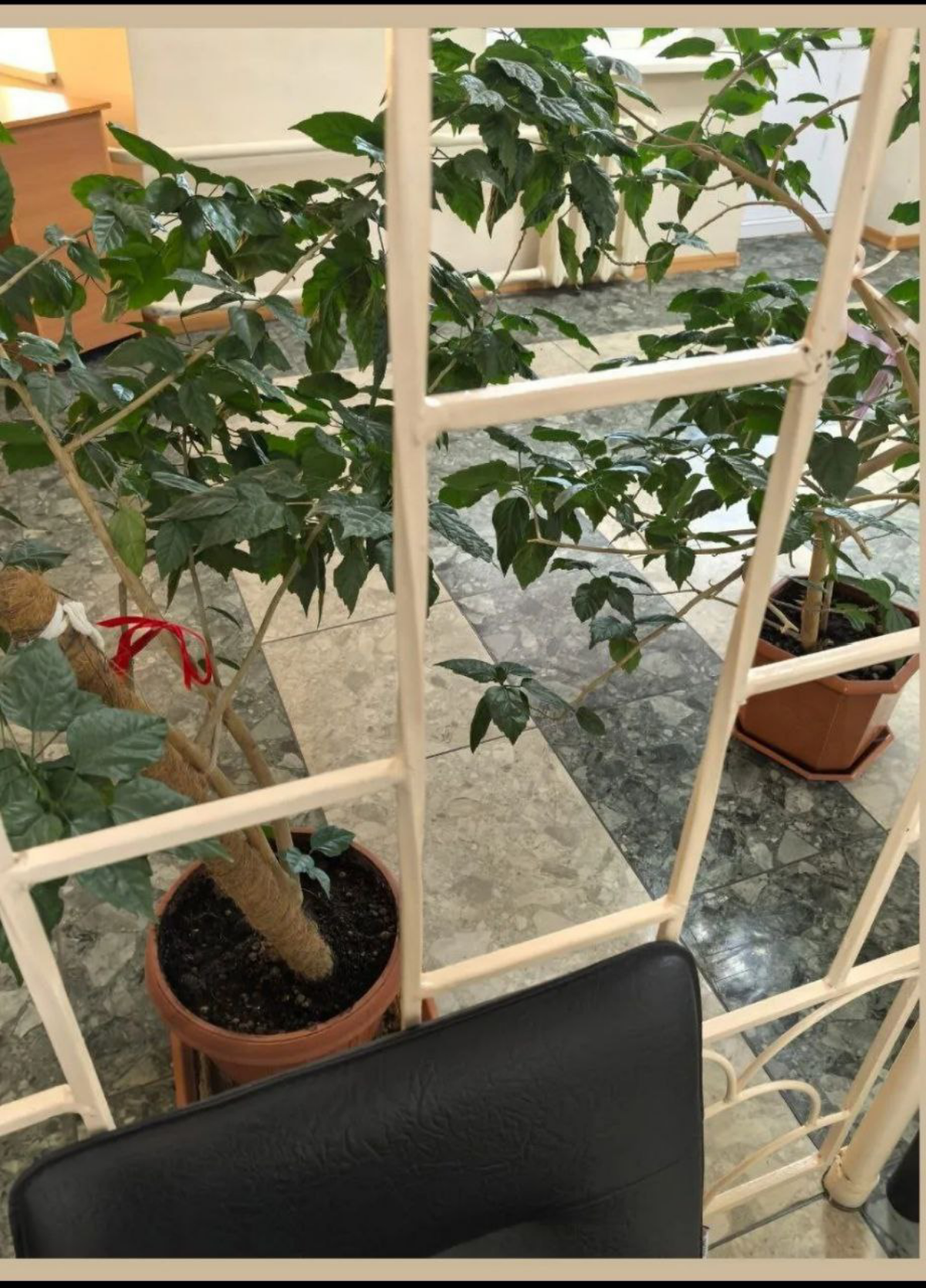 Мне очень нравятся эти растения в Суде / I do love that vegetation in Court | Сетка — социальная сеть от hh.ru
