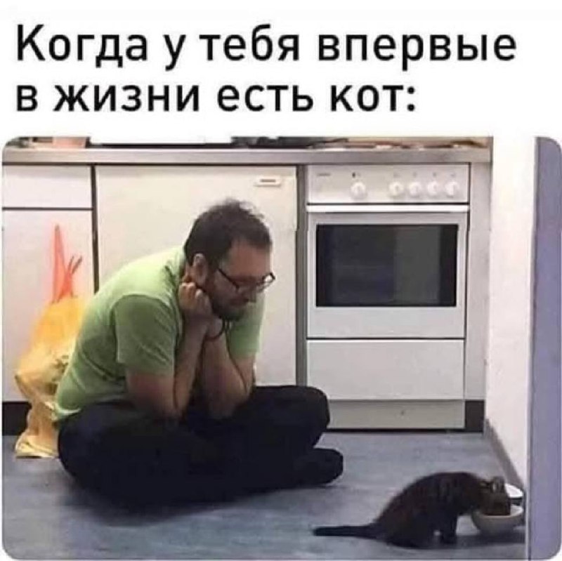 Уже больше трех лет восторгаюсь, что у меня есть своя кошка | Сетка — социальная сеть от hh.ru