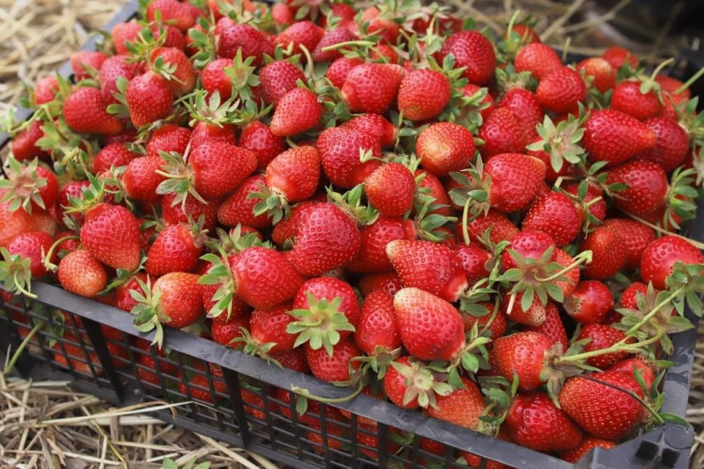 🍓В Кочубеевском округе планируется запуск крупнейшего в России мультиягодного кластера
Проект создаст более 280 постоянных рабочих мест и привлечет сезонных работников в период сбора урожая | Сетка — социальная сеть от hh.ru