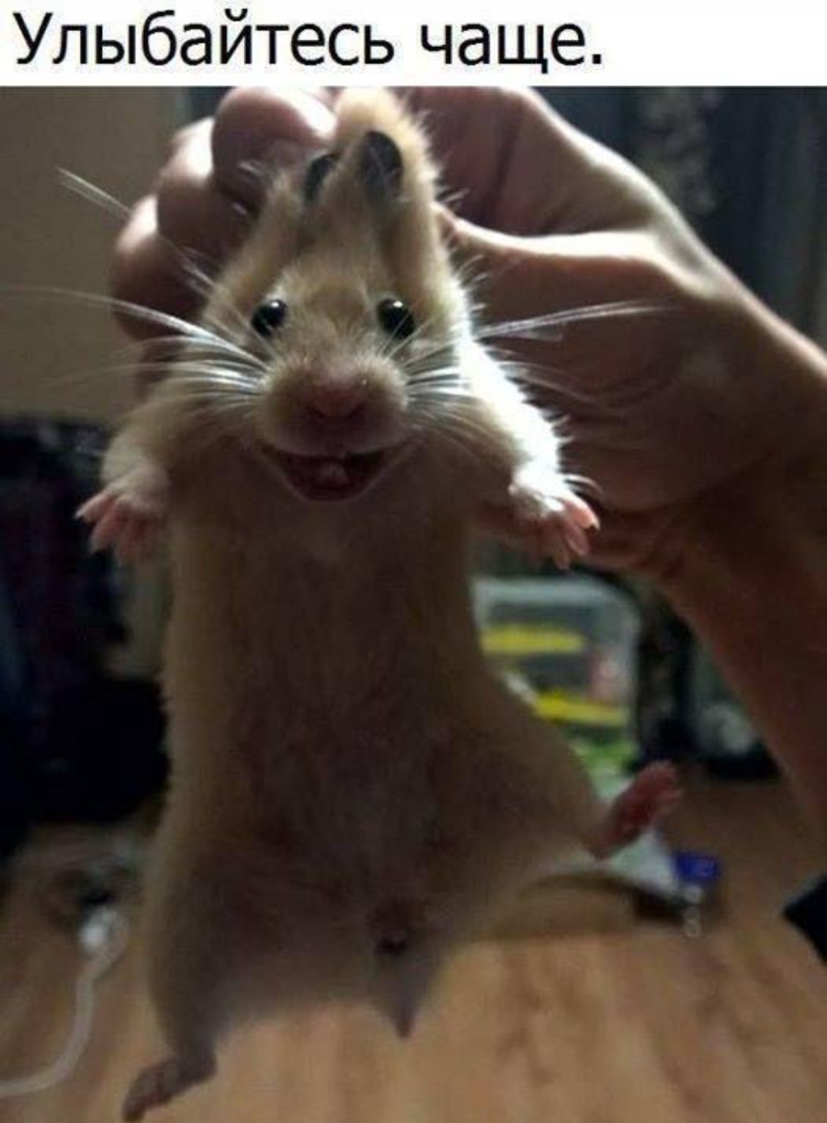Молодцом 🤪👍 https://t.me/hellogarag | Сетка — социальная сеть от hh.ru