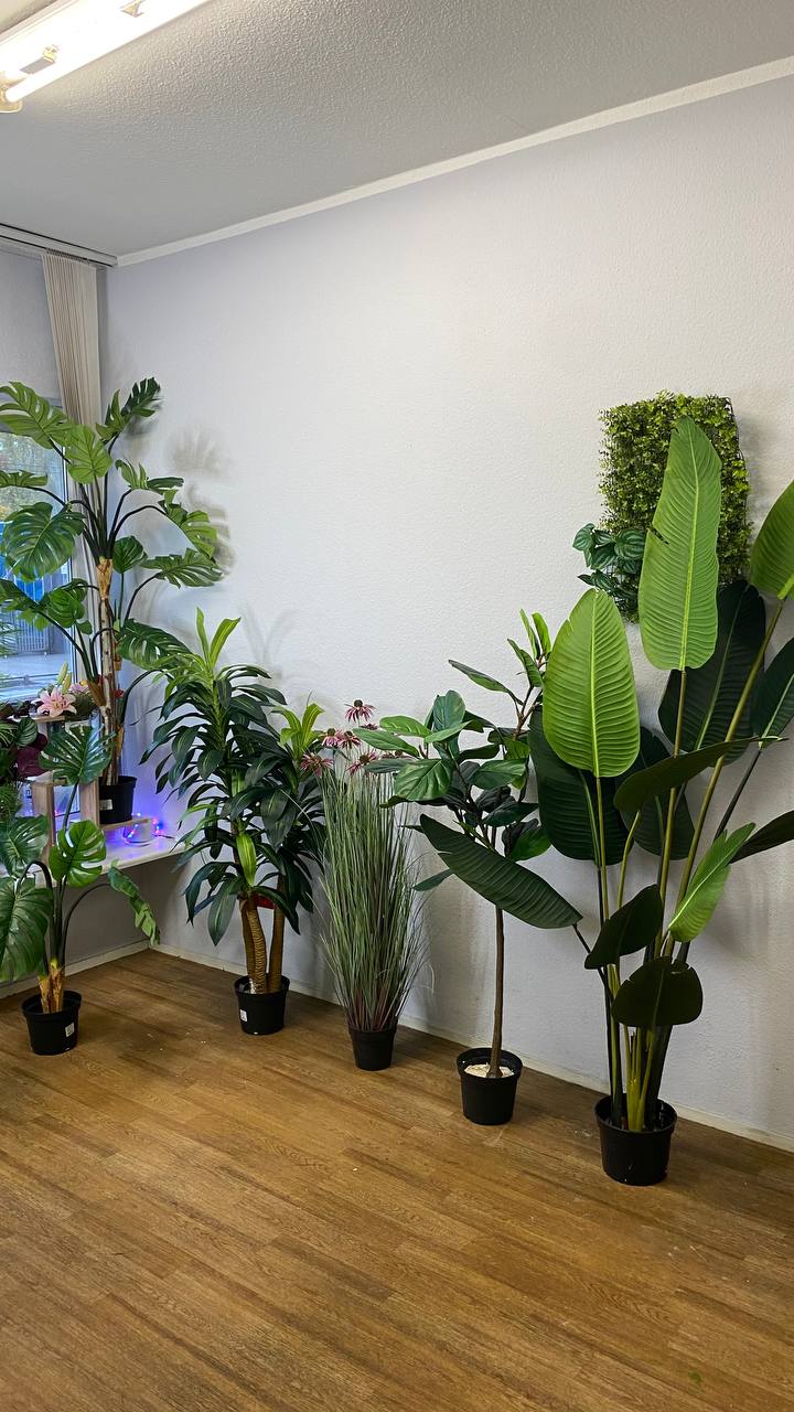 Стрелиция Николая, 220 см. 🤩 в Наличии!
Отличное интерьерное декор, без лишних хлопот!)
Fitostor.ru
89041076536 | Сетка — социальная сеть от hh.ru