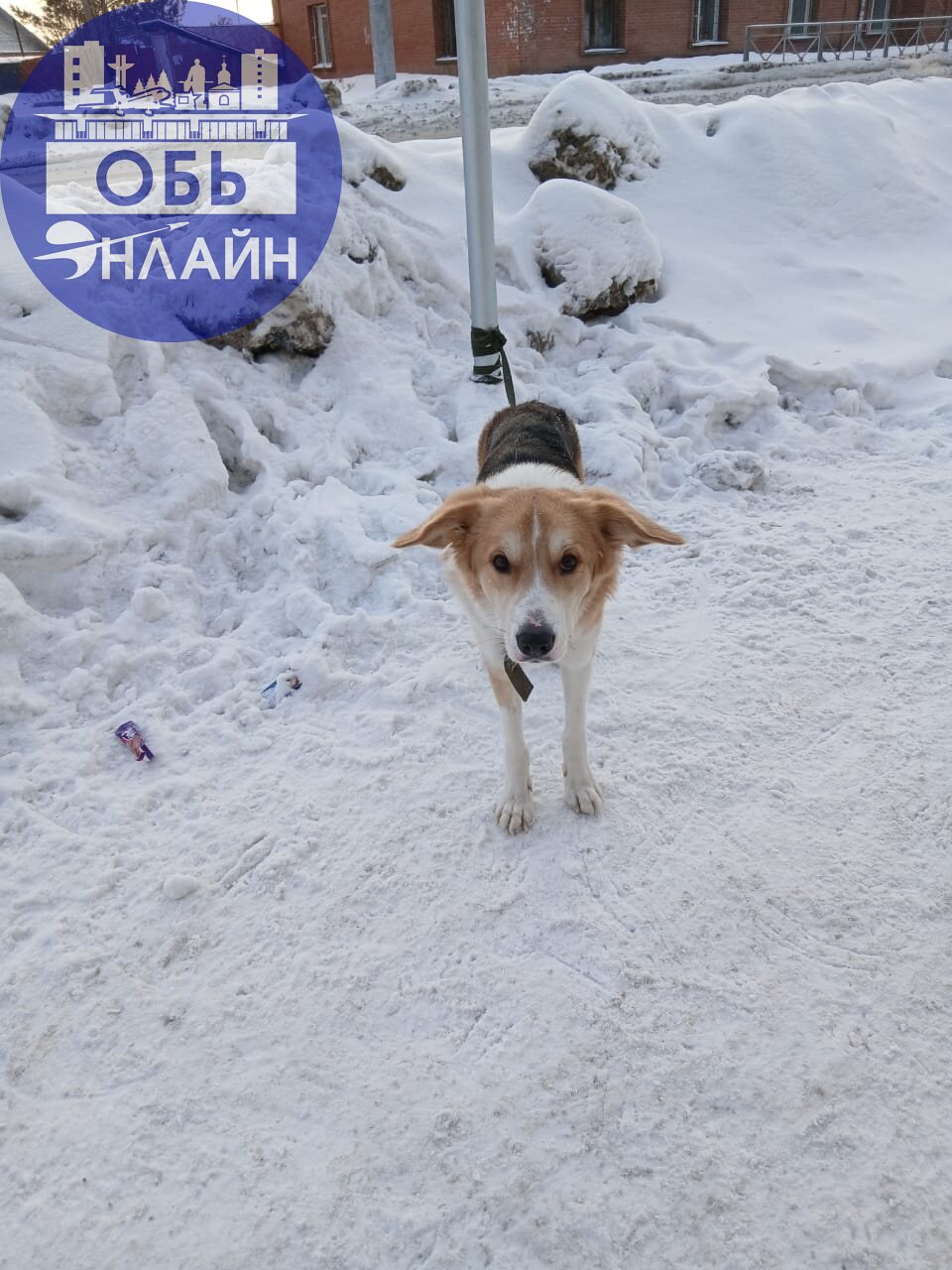 ↗ Собаку привязали и оставили. Замёрзла.
vk.com
Подробнее на https://vk.com/ob.gorod
#городобь #городобьонлайн #толмачево | Сетка — социальная сеть от hh.ru
