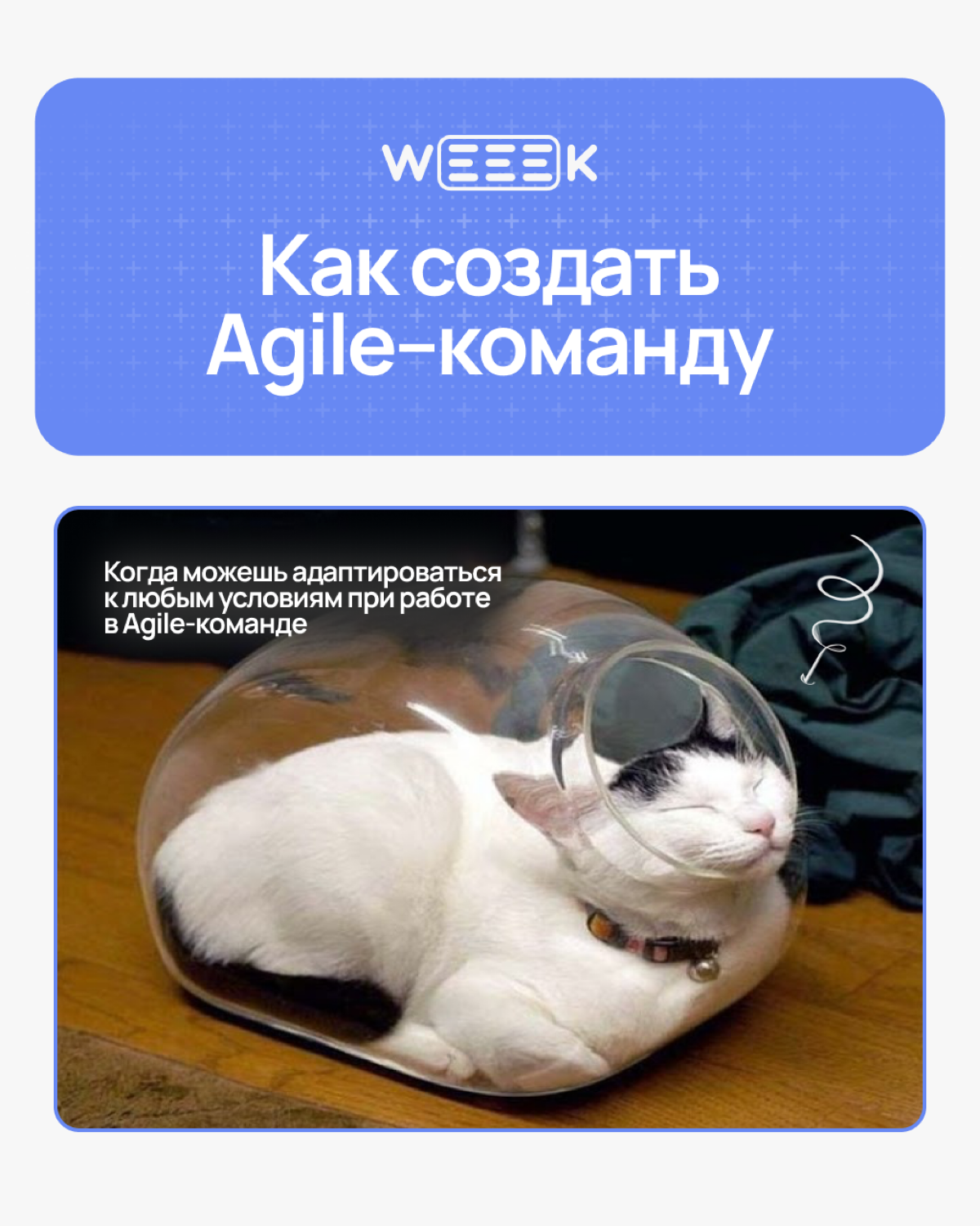 Мечтаешь о команде, которая сама всё делает, а ты просто наблюдаешь? Ну, почти так и будет, если правильно внедрить Agile. В карточках разобрали, как это сделать 🏆 | Сетка — социальная сеть от hh.ru