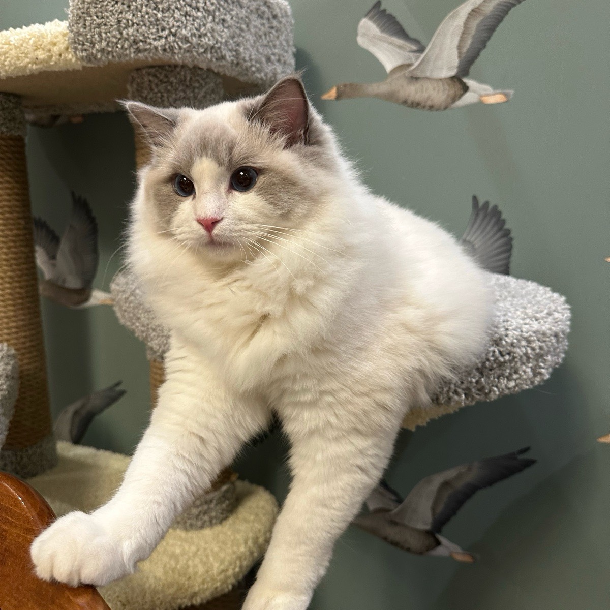 Алина Грибенева | Сетка — социальная сеть от hh.ru