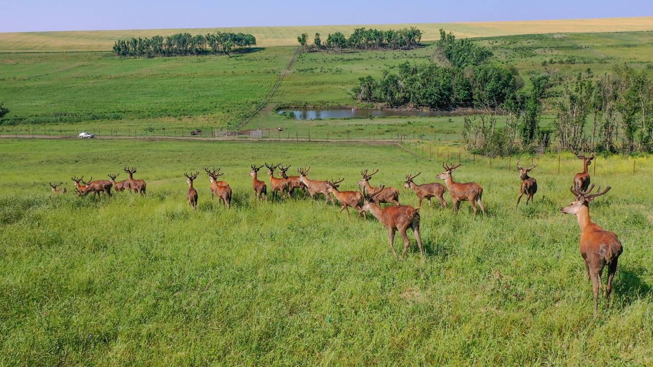 🦙 Фермы альпак, капибар и верблюдов – какие агротуристические места еще есть на Ставрополье?
В 2024 году Ставрополье посетили более 315 тысяч человек | Сетка — социальная сеть от hh.ru