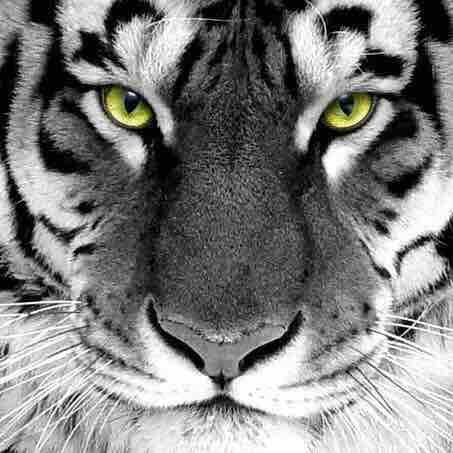 Максим Маденов