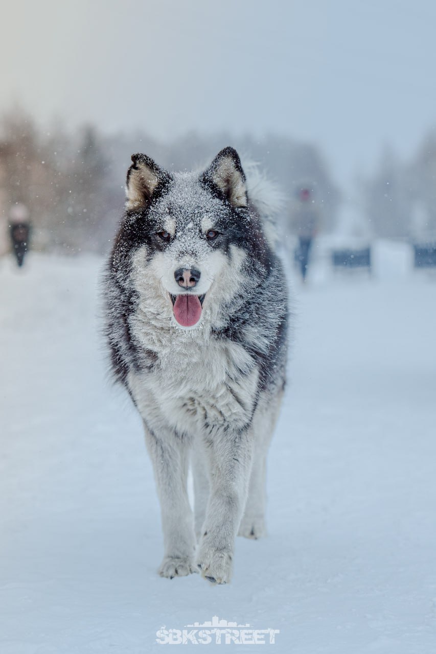❤️ 3 |➡️ sbkstreet
- реакций этому волку 🐶 | Сетка — социальная сеть от hh.ru