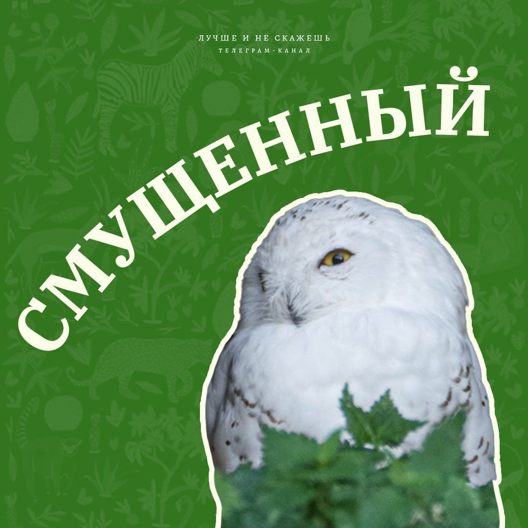 🐼Сегодня Московский зоопарк отмечает свой 161-й день рождения! В честь этого события канал "Лучше и не скажешь" сделал подборку самых смешных фото его обитателей.
Узнали себя?
Гении соцрекламы | Сетка — социальная сеть от hh.ru