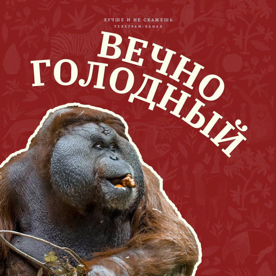 🐼Сегодня Московский зоопарк отмечает свой 161-й день рождения! В честь этого события канал "Лучше и не скажешь" сделал подборку самых смешных фото его обитателей.
Узнали себя?
Гении соцрекламы | Сетка — социальная сеть от hh.ru