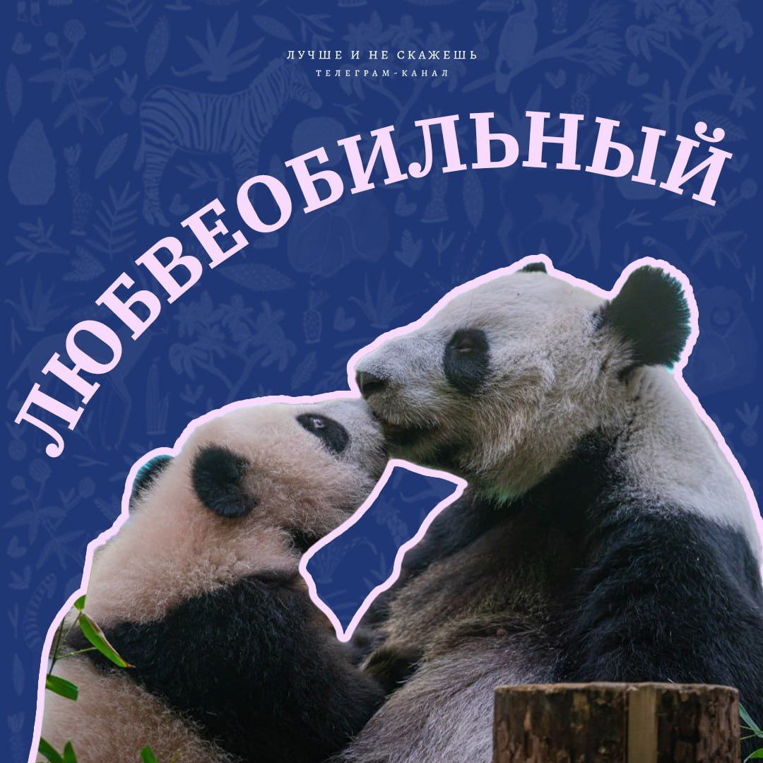 🐼Сегодня Московский зоопарк отмечает свой 161-й день рождения! В честь этого события канал "Лучше и не скажешь" сделал подборку самых смешных фото его обитателей.
Узнали себя?
Гении соцрекламы | Сетка — социальная сеть от hh.ru