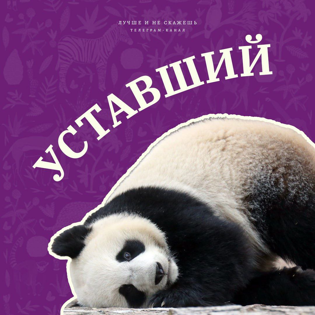 🐼Сегодня Московский зоопарк отмечает свой 161-й день рождения! В честь этого события канал "Лучше и не скажешь" сделал подборку самых смешных фото его обитателей.
Узнали себя?
Гении соцрекламы | Сетка — социальная сеть от hh.ru