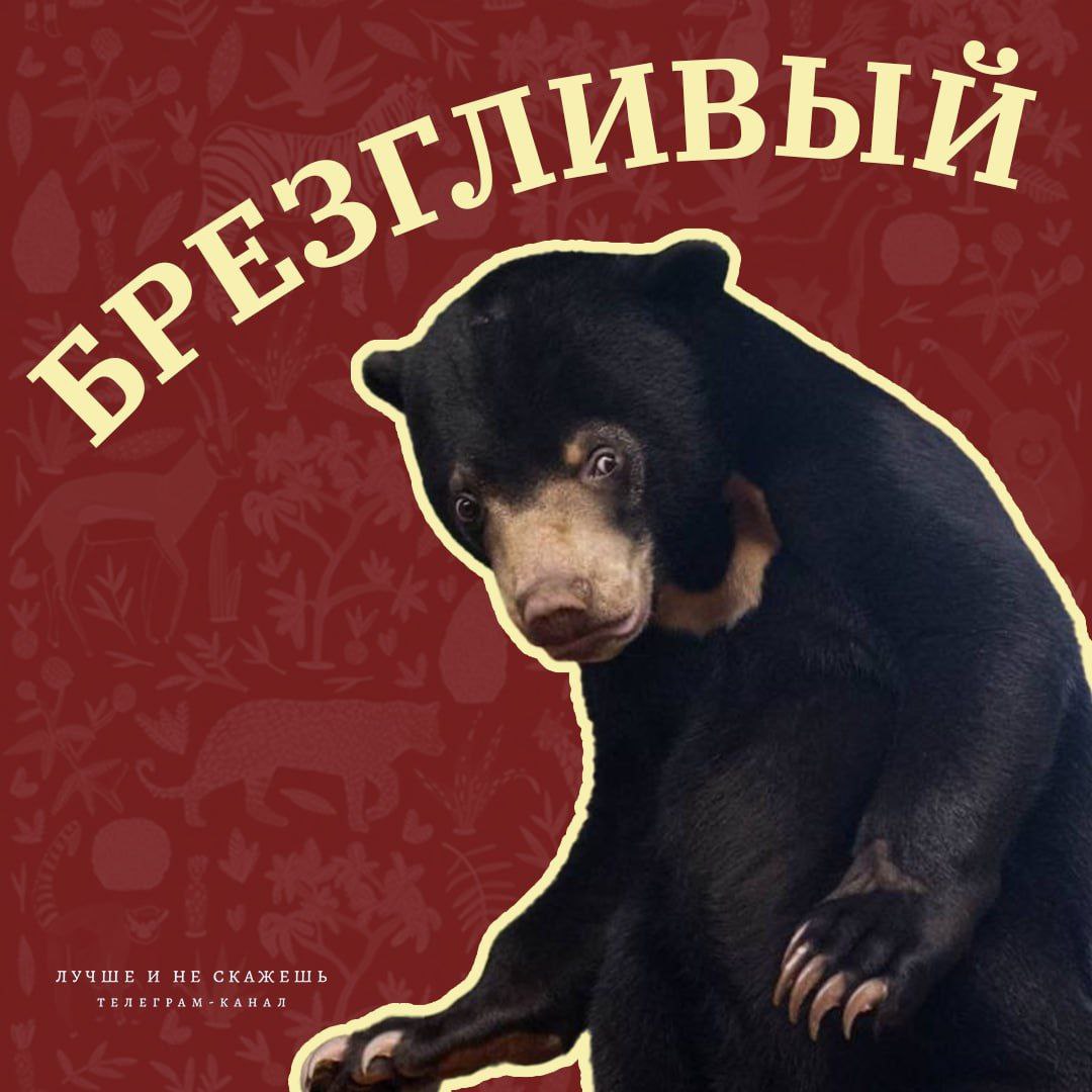 🐼Сегодня Московский зоопарк отмечает свой 161-й день рождения! В честь этого события канал "Лучше и не скажешь" сделал подборку самых смешных фото его обитателей.
Узнали себя?
Гении соцрекламы | Сетка — социальная сеть от hh.ru