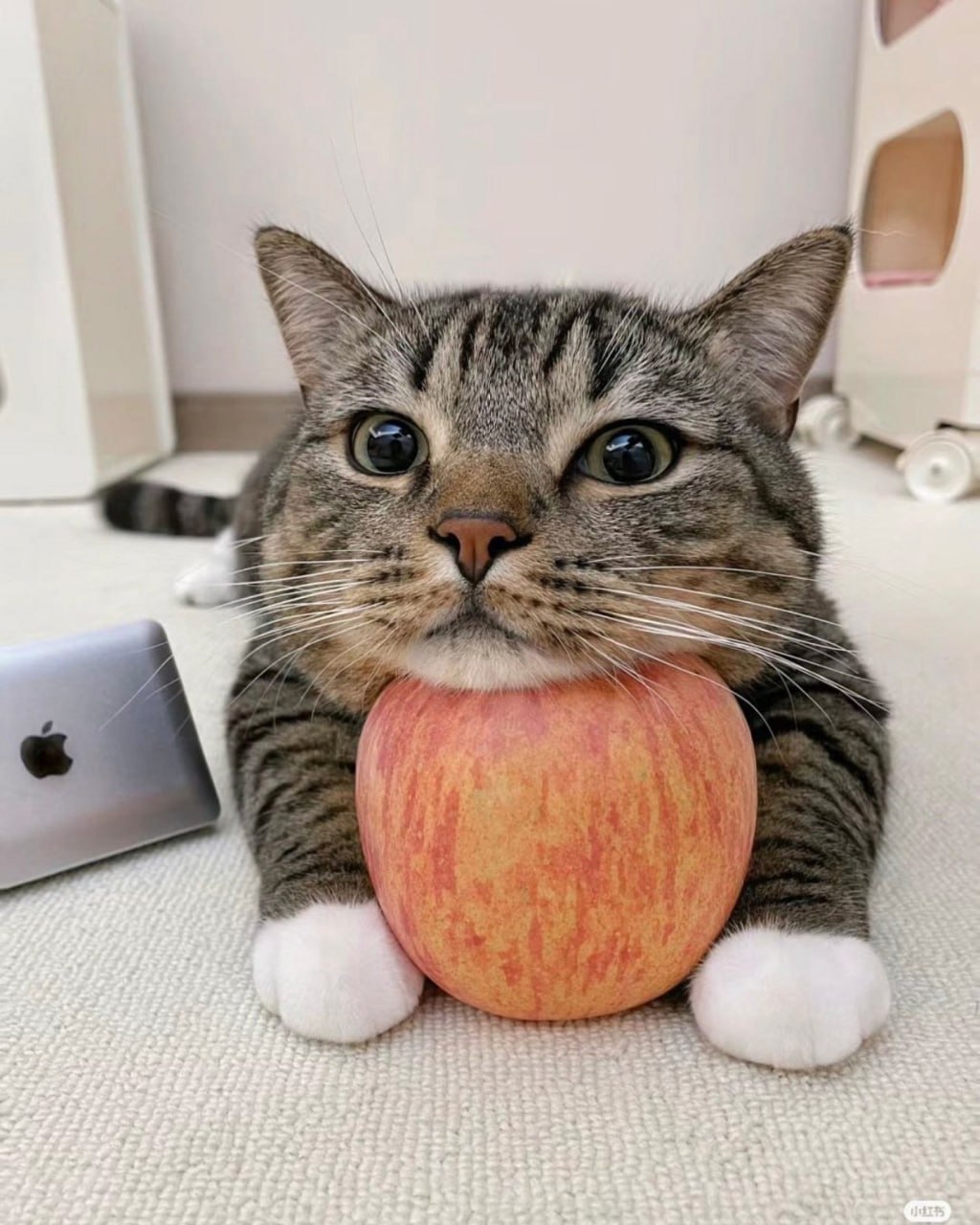 Нежный пуш, чтобы пройти исследование для всех, кто работает с сообществами | Сетка — социальная сеть от hh.ru