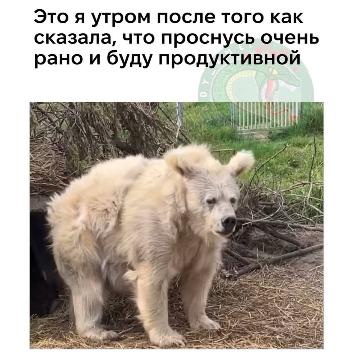 Традиционная порция мемов в четверг 😉 | Сетка — социальная сеть от hh.ru