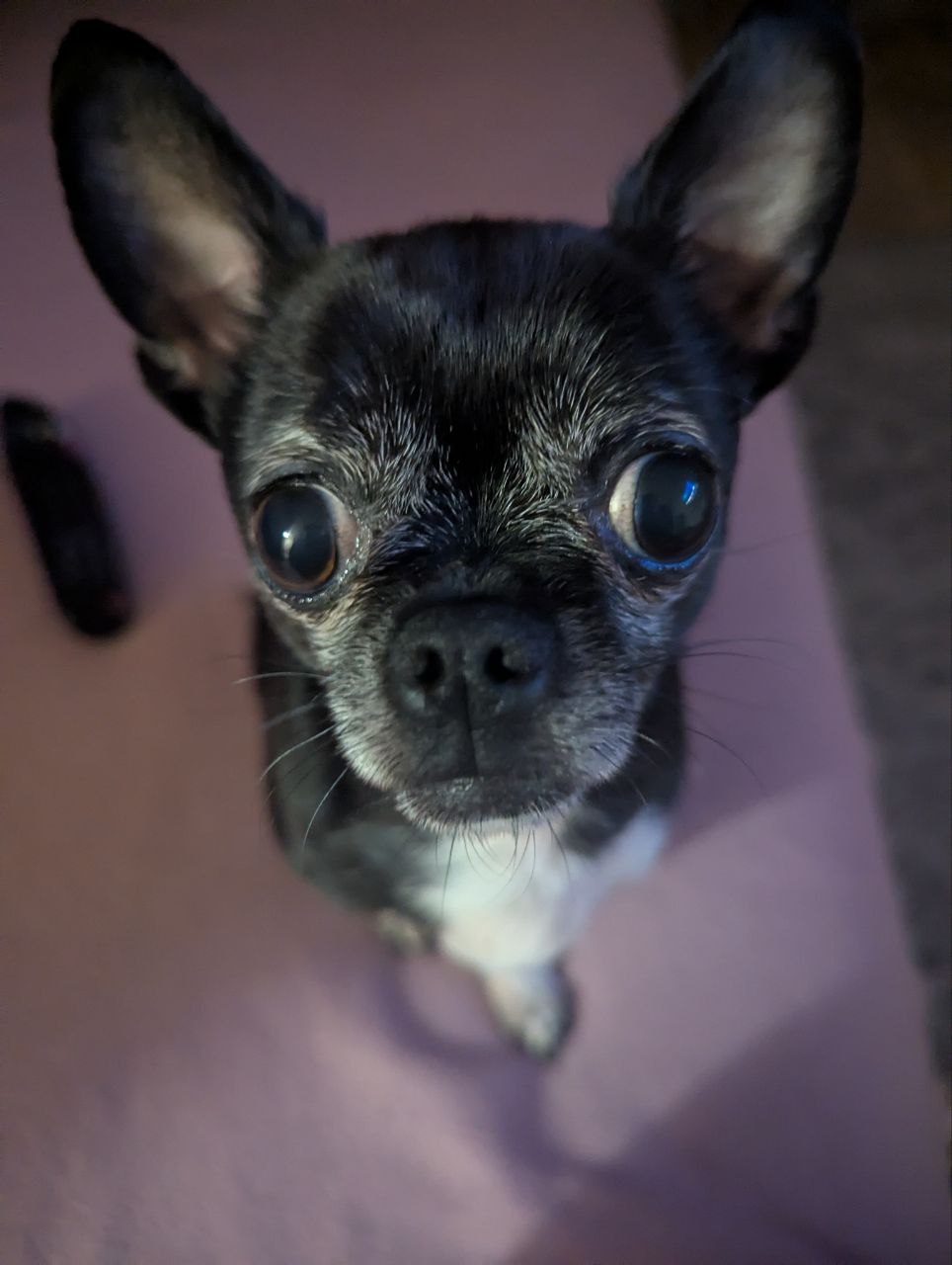 Собаки против деменции
Японские учёные выяснили, что владельцы собак реже сталкиваются с деменцией. Всё дело в частых прогулках, активности и отсутствии социальной изоляции | Сетка — социальная сеть от hh.ru