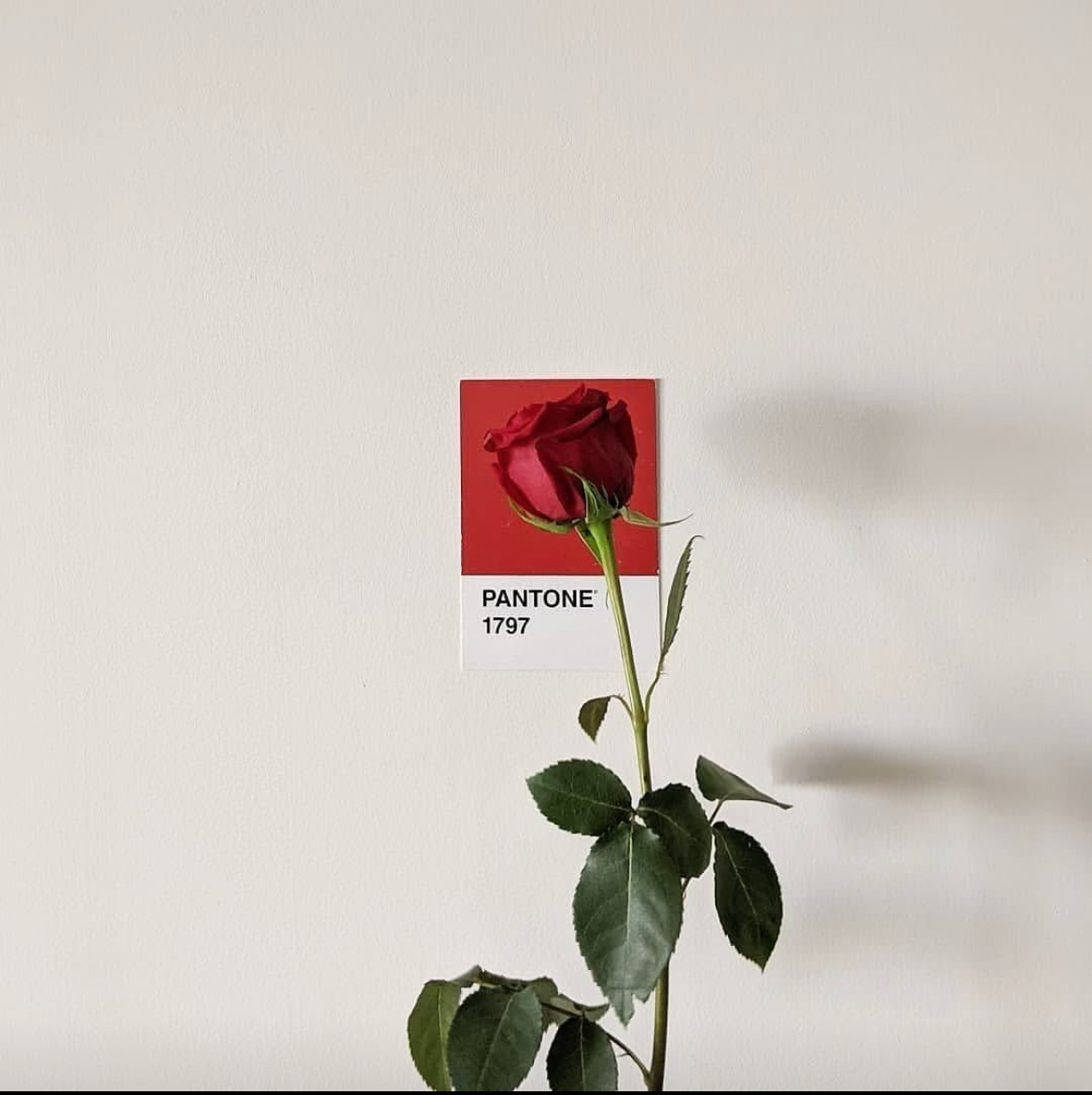 💌 Розы красные, фиалки синие…
Если бы у любви был цвет, то это точно PANTONE 1797!
Яркий, страстный, сногсшибательный—его просто невозможно игнорировать | Сетка — социальная сеть от hh.ru