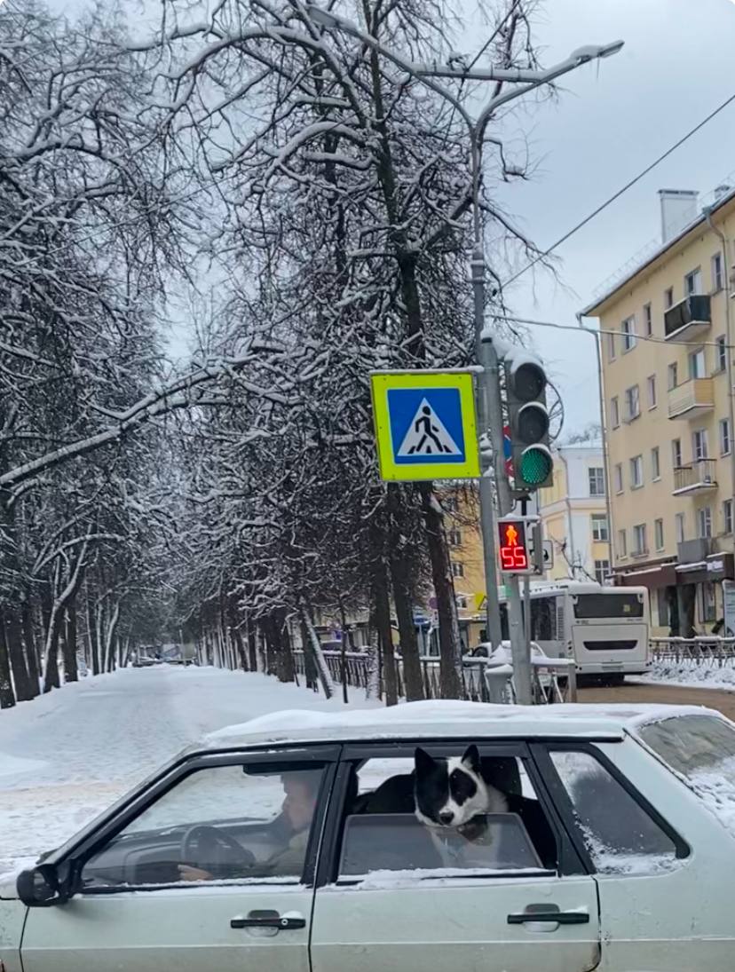👀🐕 Замечен пёсель в прекрасном окрасе, который поехал кататься по городу | Сетка — социальная сеть от hh.ru