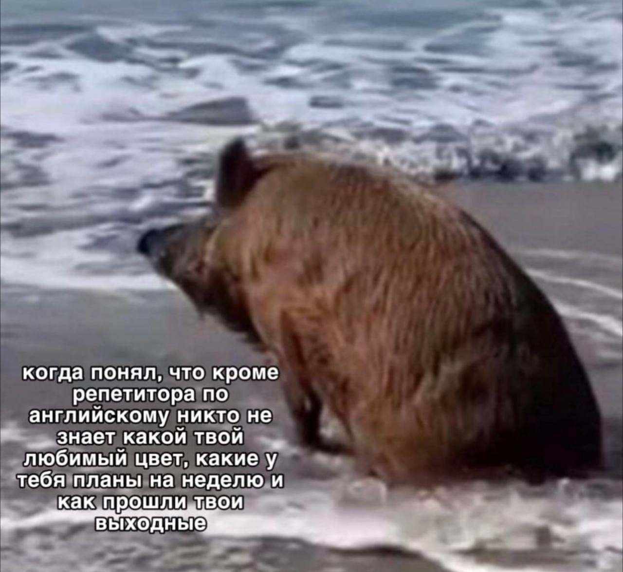 Мем дня | Сетка — социальная сеть от hh.ru
