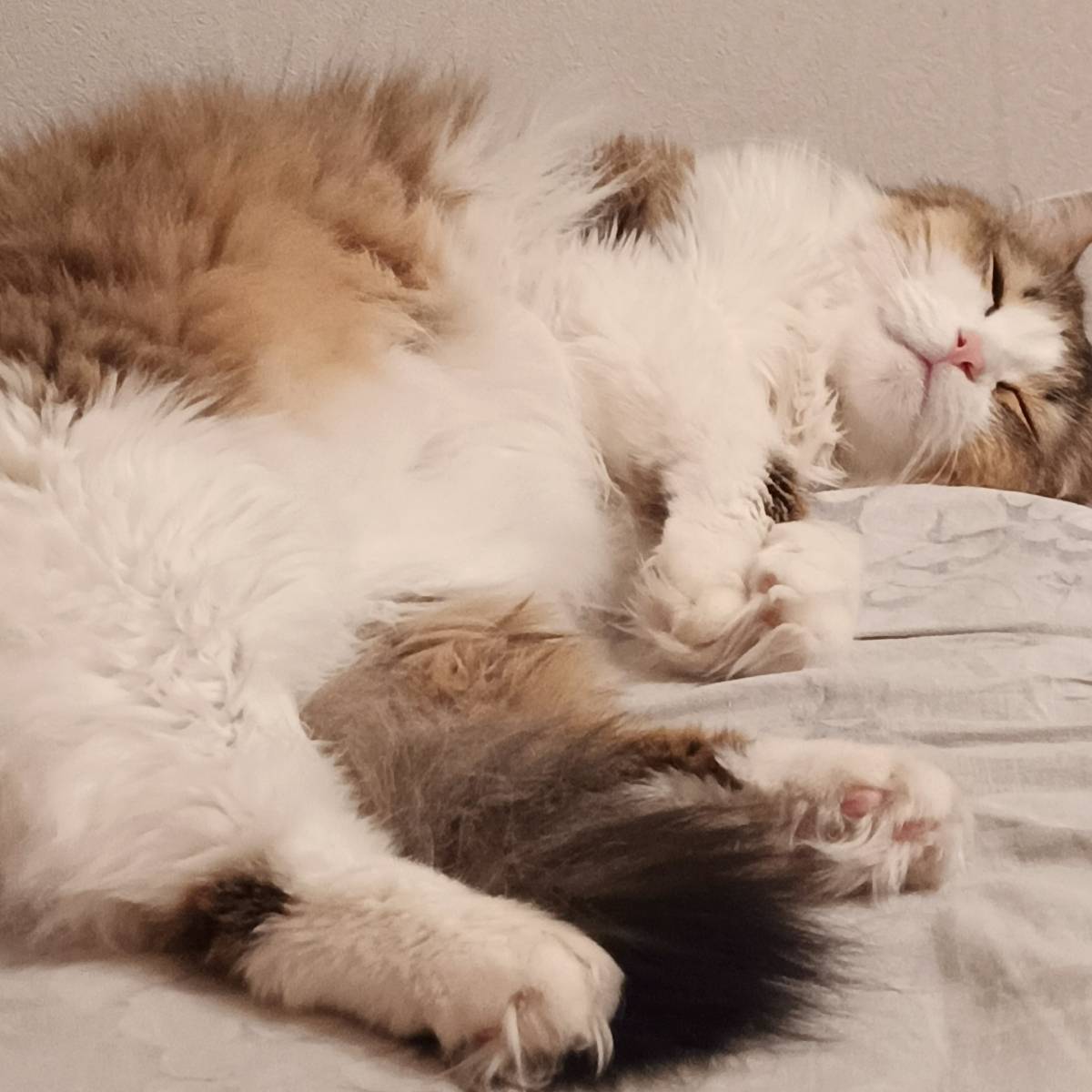 Мария Галущак