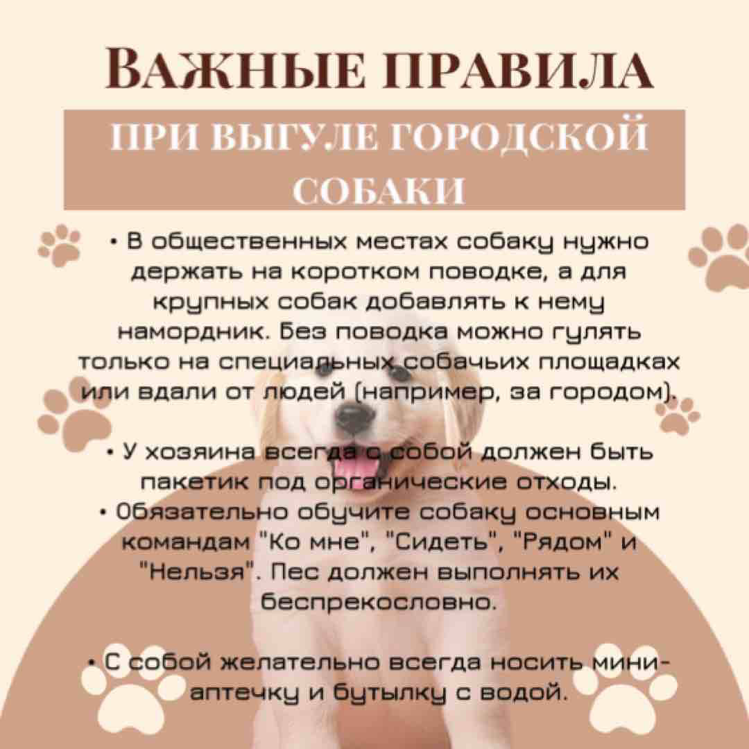 🐾 Почему собаке так важны прогулки? 🐾
Прогулки для собаки – это не просто необходимость справить нужду | Сетка — социальная сеть от hh.ru