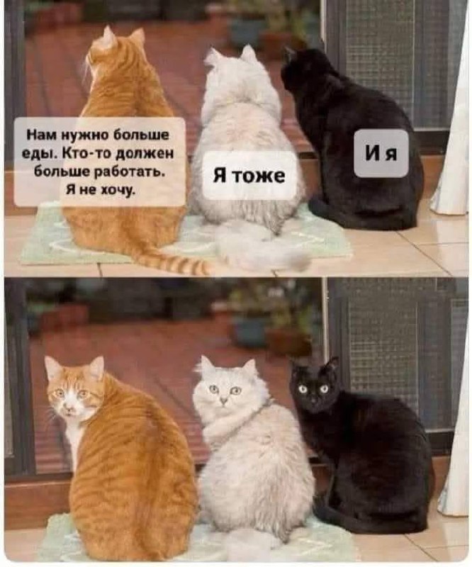Доброе утро ☀️ #мемчики | Сетка — социальная сеть от hh.ru