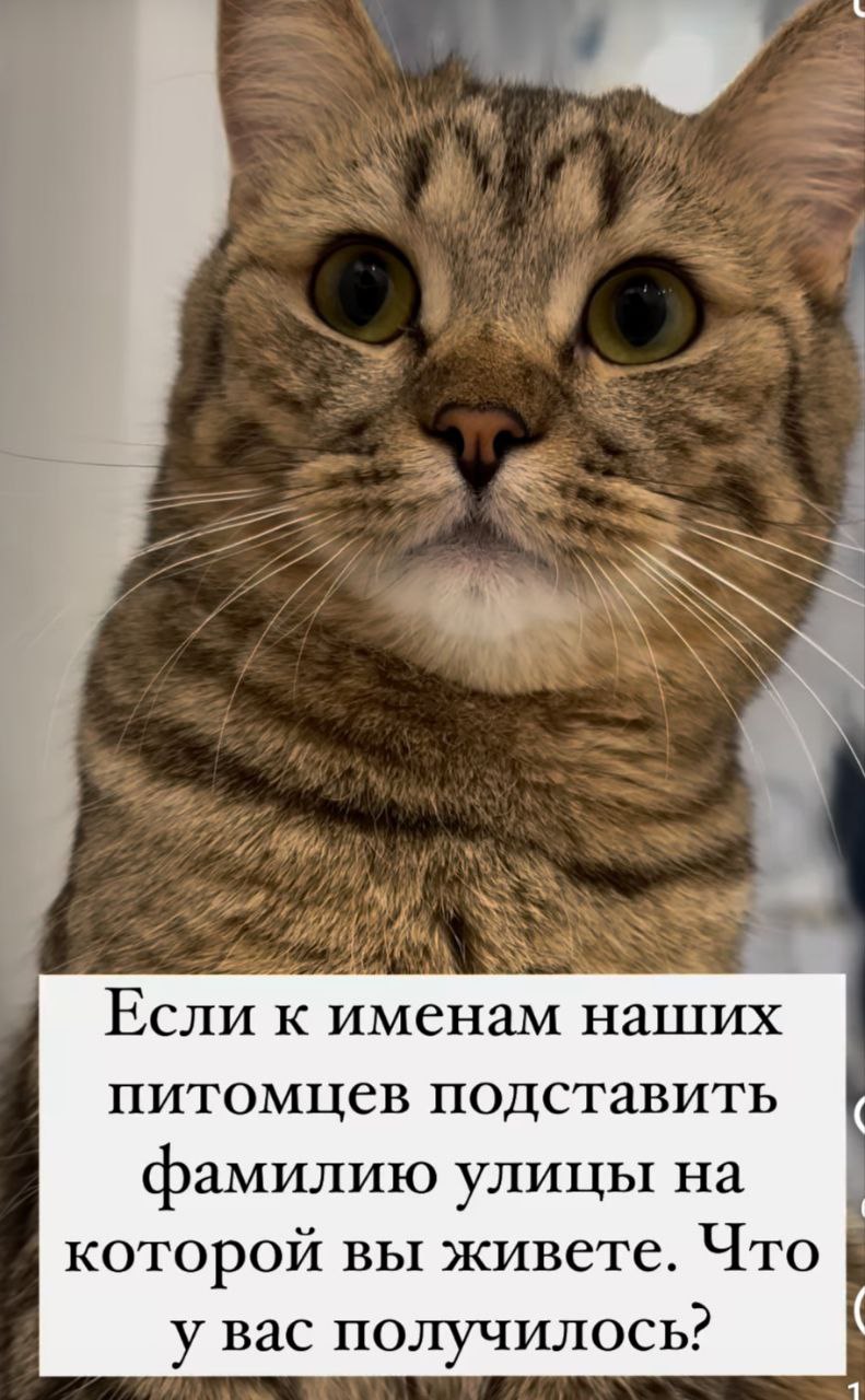 К теме котиков, которую все обсуждают) давайте поиграем | Сетка — социальная сеть от hh.ru