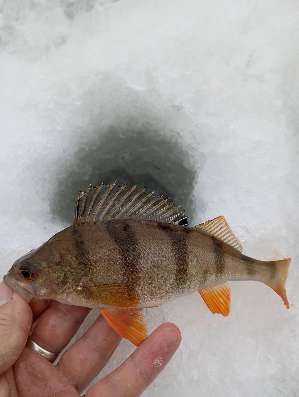 Давненько я не ходил за окунем. Дал себе слабину. А тут — решился наверстать.
Ловил на блесну, работала в основном марапедка 40 мм в серебре, окунь всё так же неактивный. Но свою рыбу я нашёл | Сетка — социальная сеть от hh.ru