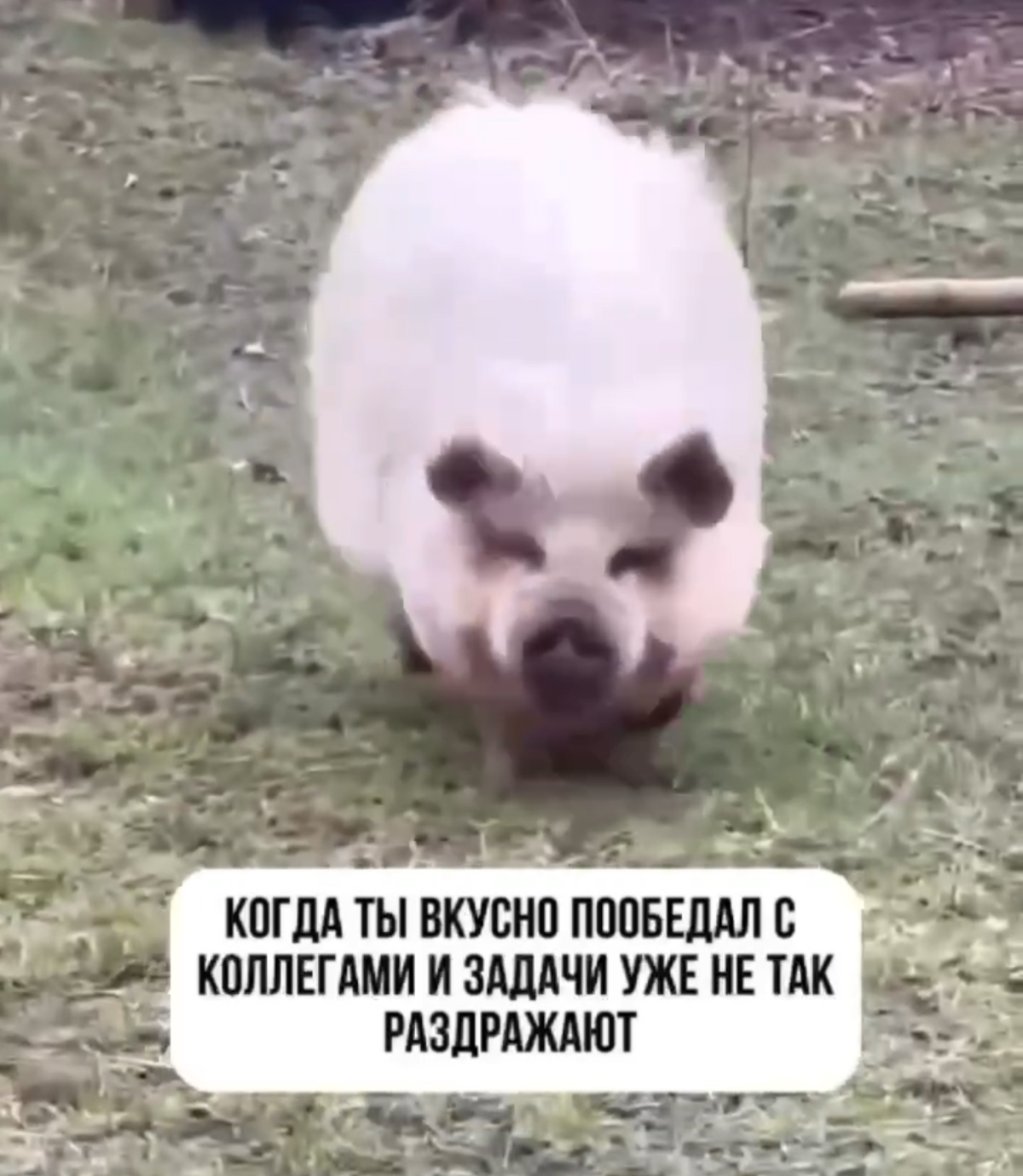 Коллеги и еда 🥣 🐷 что ещё для жизни нужно 😁👍 https://t.me/hellogarag | Сетка — социальная сеть от hh.ru