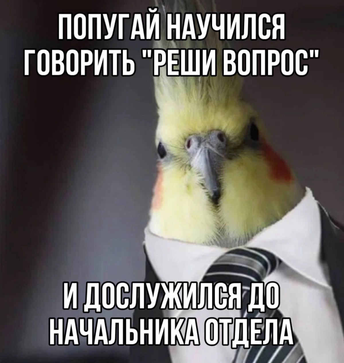 Или от создателей возьмем задачу ведь мы полезны и как ты сам думаешь это надо сделать? | Сетка — социальная сеть от hh.ru