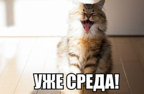 Кто более мотивирован и заряжен на обучение?
те, кто приходит в открытые группы или те, кто попадает на бесплатные стажировки? Такой вопрос задавала вам на прошлой неделе | Сетка — социальная сеть от hh.ru