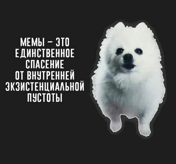 На данный момент вижу своей миссией поддерживать ваше душевное равновесие мемами. Вернусь завтра с новой картинкой 🫡 | Сетка — социальная сеть от hh.ru