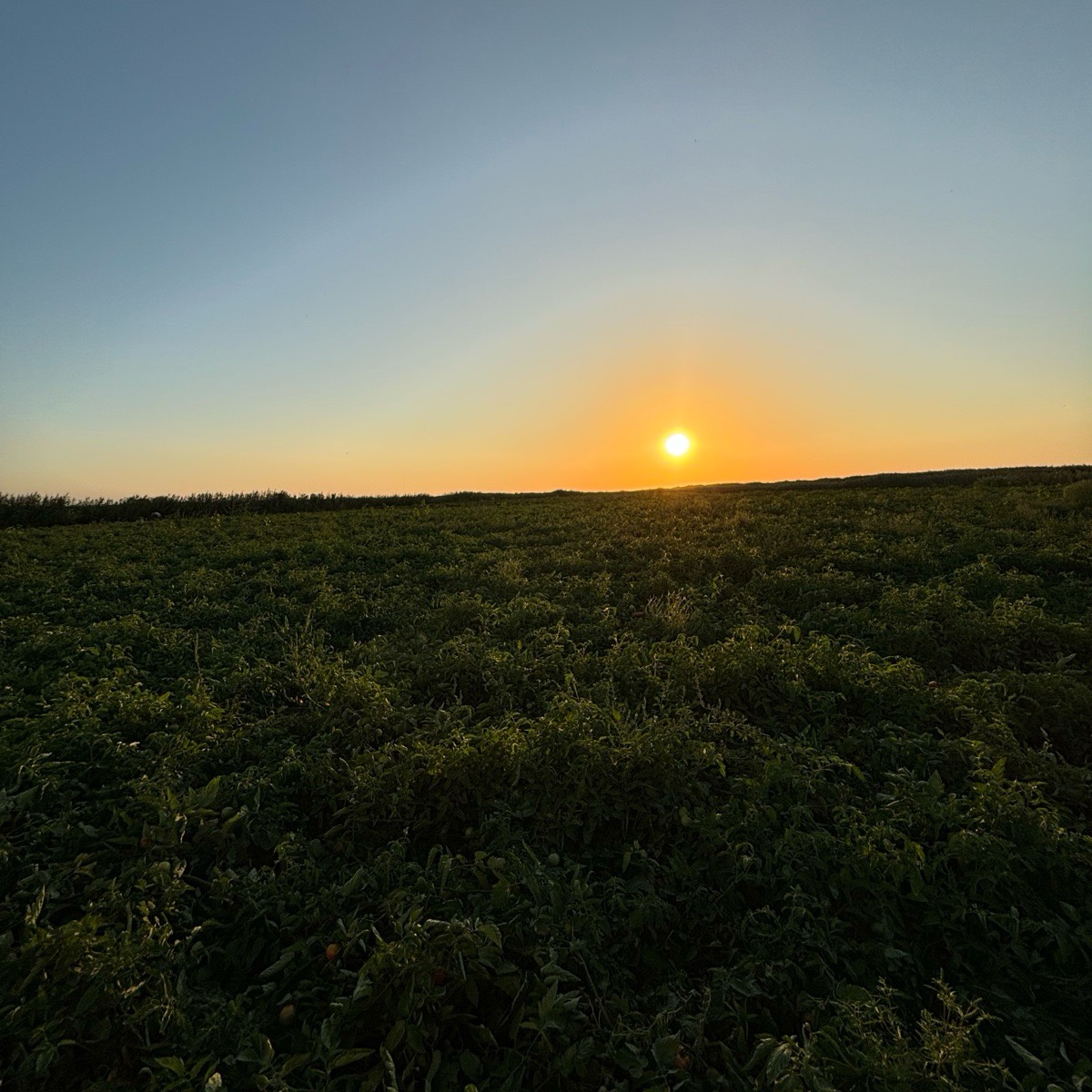 Шамиль Умаров | Сетка — социальная сеть от hh.ru