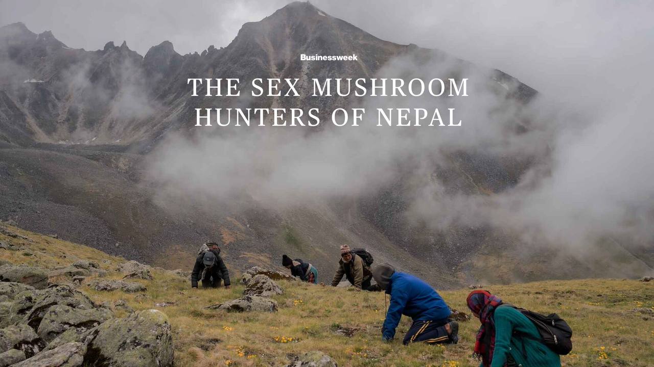 Грибная лихорадка
Официально: второй сезон “The Last of Us” выходит 13 апреля. 
Я выросла на фильмах про пре- и постапокалипсис | Сетка — социальная сеть от hh.ru