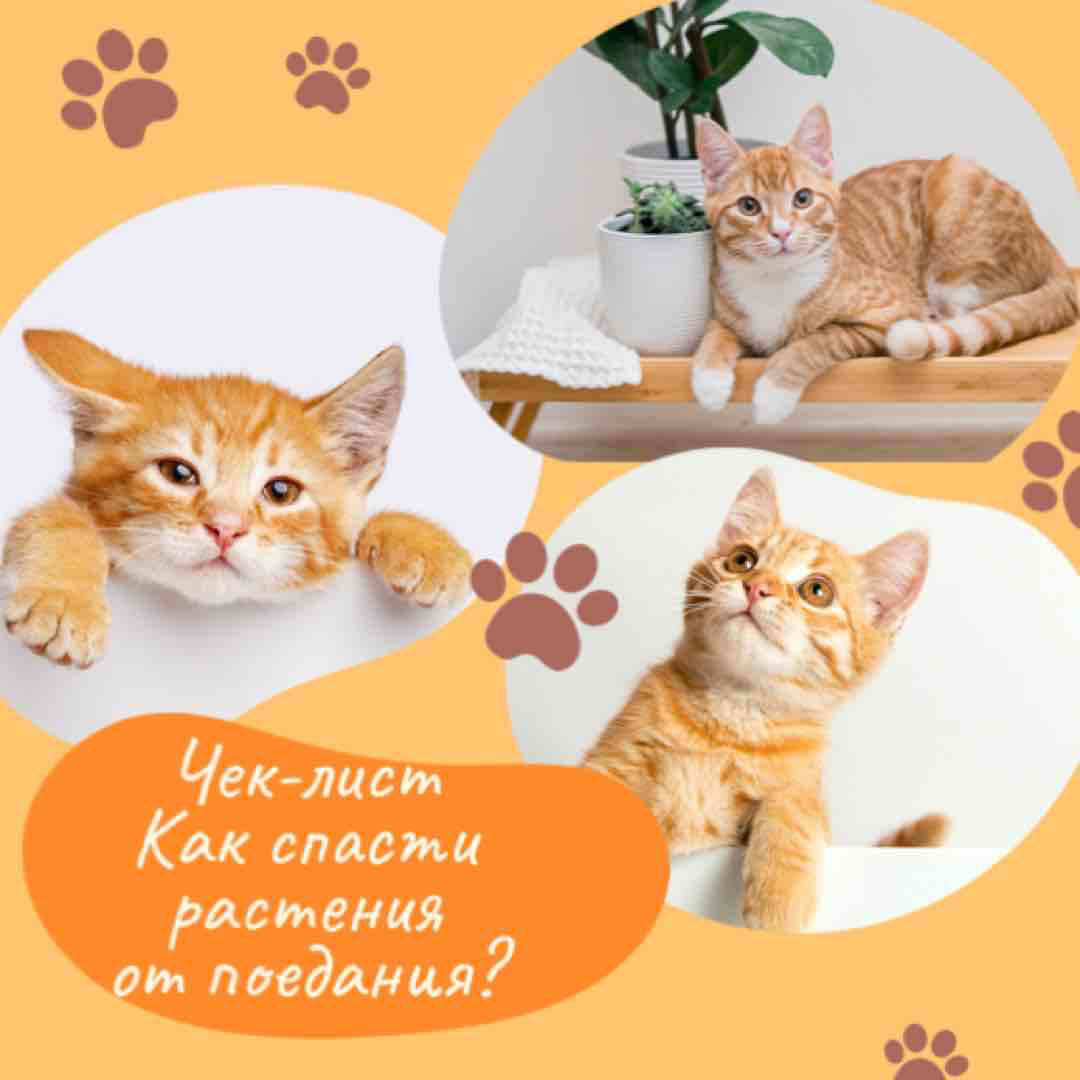 Я часто слышу вопросы о том, как спасти домашние растения от любопытных котов, которые все время наровят их погрызть. Всё просто 😉 предлагаю вам посмотреть чек-лист «Как спасти растения от поедания?» | Сетка — социальная сеть от hh.ru