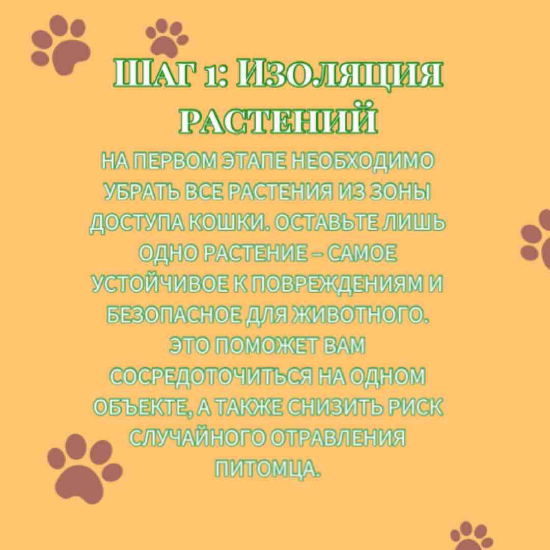 Я часто слышу вопросы о том, как спасти домашние растения от любопытных котов, которые все время наровят их погрызть. Всё просто 😉 предлагаю вам посмотреть чек-лист «Как спасти растения от поедания?» | Сетка — социальная сеть от hh.ru