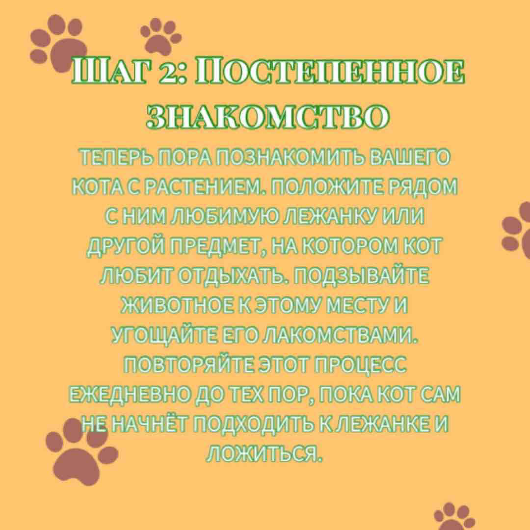 Я часто слышу вопросы о том, как спасти домашние растения от любопытных котов, которые все время наровят их погрызть. Всё просто 😉 предлагаю вам посмотреть чек-лист «Как спасти растения от поедания?» | Сетка — социальная сеть от hh.ru