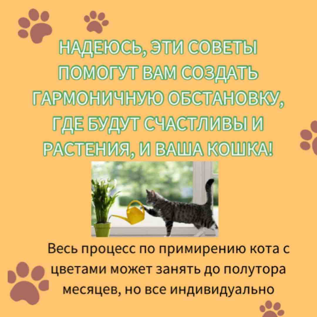 Я часто слышу вопросы о том, как спасти домашние растения от любопытных котов, которые все время наровят их погрызть. Всё просто 😉 предлагаю вам посмотреть чек-лист «Как спасти растения от поедания?» | Сетка — социальная сеть от hh.ru