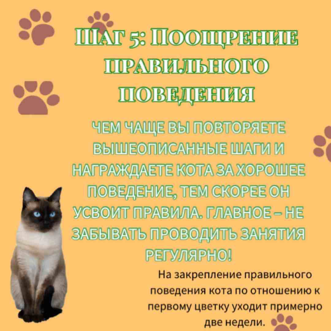 Я часто слышу вопросы о том, как спасти домашние растения от любопытных котов, которые все время наровят их погрызть. Всё просто 😉 предлагаю вам посмотреть чек-лист «Как спасти растения от поедания?» | Сетка — социальная сеть от hh.ru