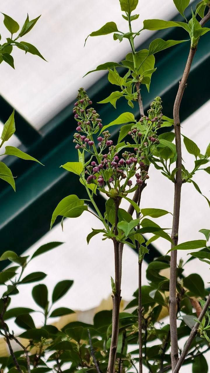🌸В Ботаническом саду МГУ зацвела сирень
Летом её обрежут и пересадят в новую зону экспозиции
📲Подпишитесь на Вдвижении | Сетка — социальная сеть от hh.ru