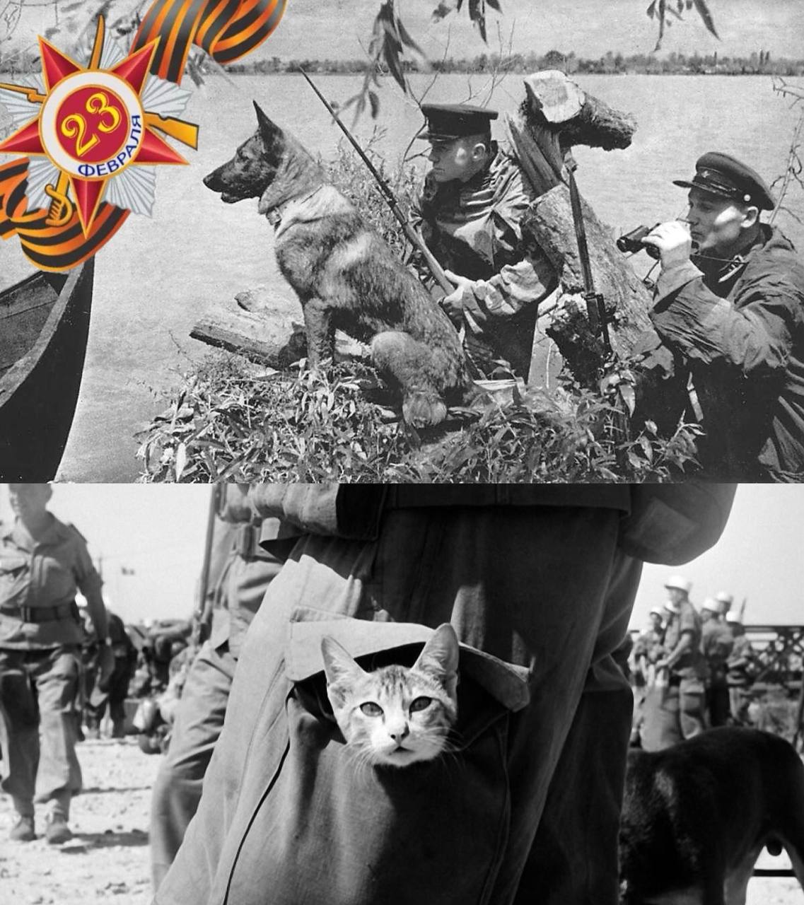 Хотя День Победы уже позади, память о тех событиях живёт вечно, и каждый герой, будь то человек или животное, заслуживает нашего уважения | Сетка — социальная сеть от hh.ru