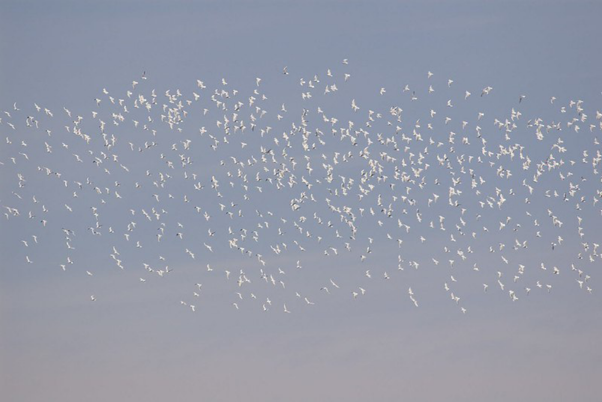 Три кочующих процента: что мы знаем о современной миграции | Сетка — социальная сеть от hh.ru