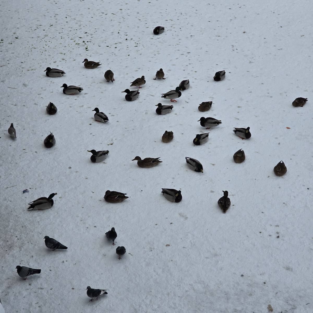 Варвара Матвеева