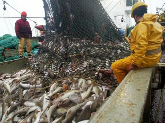 Поставки рыбной продукции из России во Францию побили рекорд | Сетка — социальная сеть от hh.ru