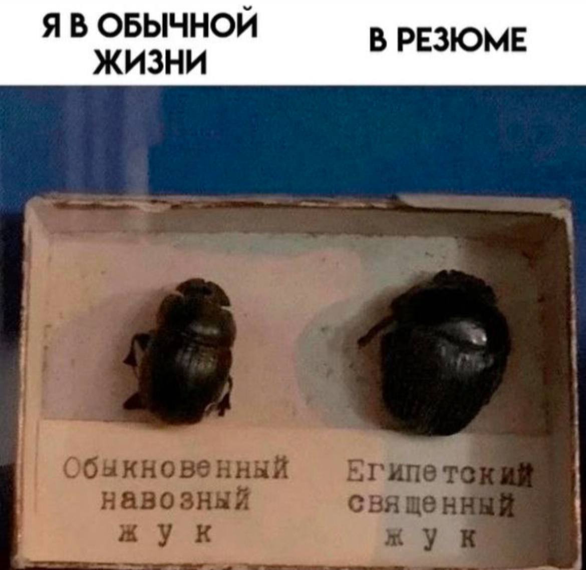 Ахахахах #мемчики | Сетка — социальная сеть от hh.ru