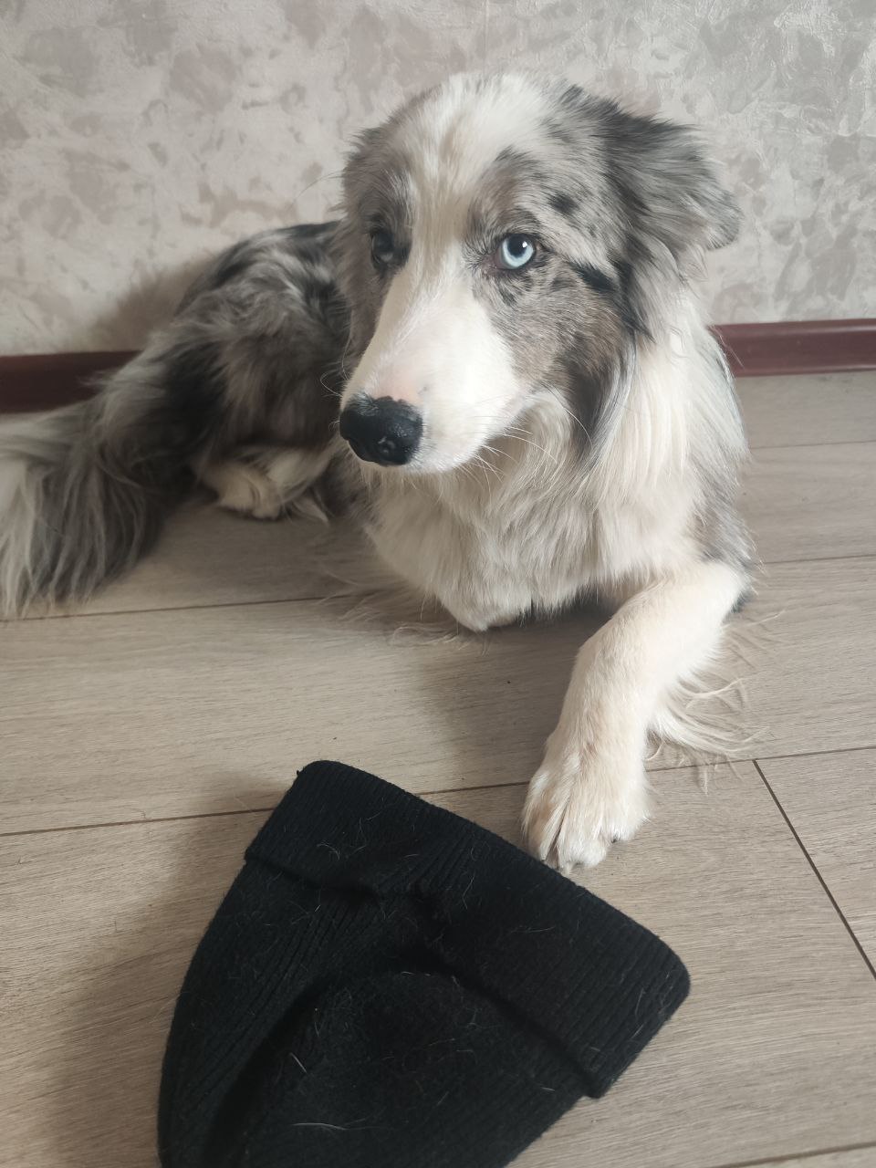 Доброе утро! Да, я очень люблю собак... | Сетка — социальная сеть от hh.ru