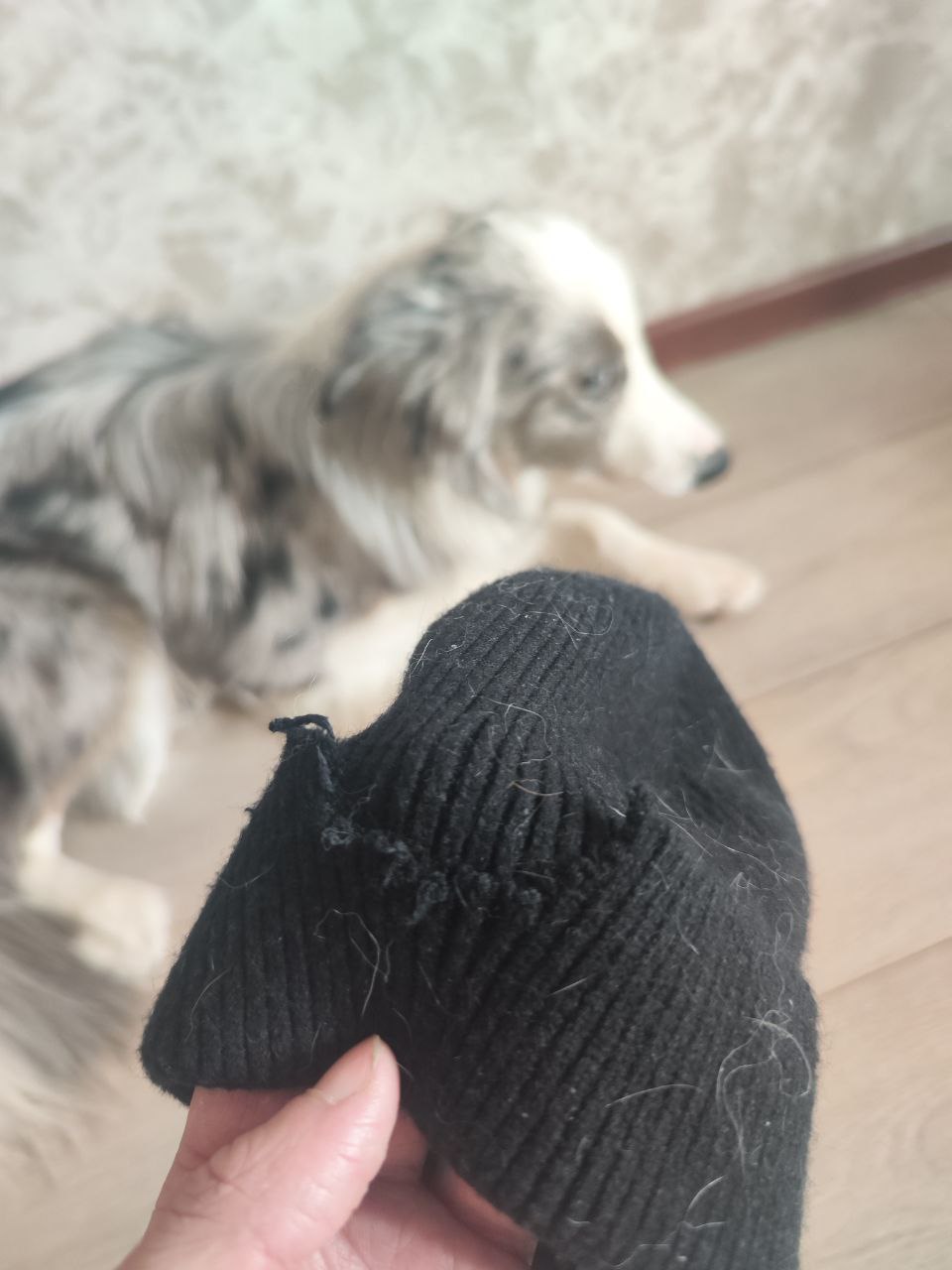 Доброе утро! Да, я очень люблю собак... | Сетка — социальная сеть от hh.ru