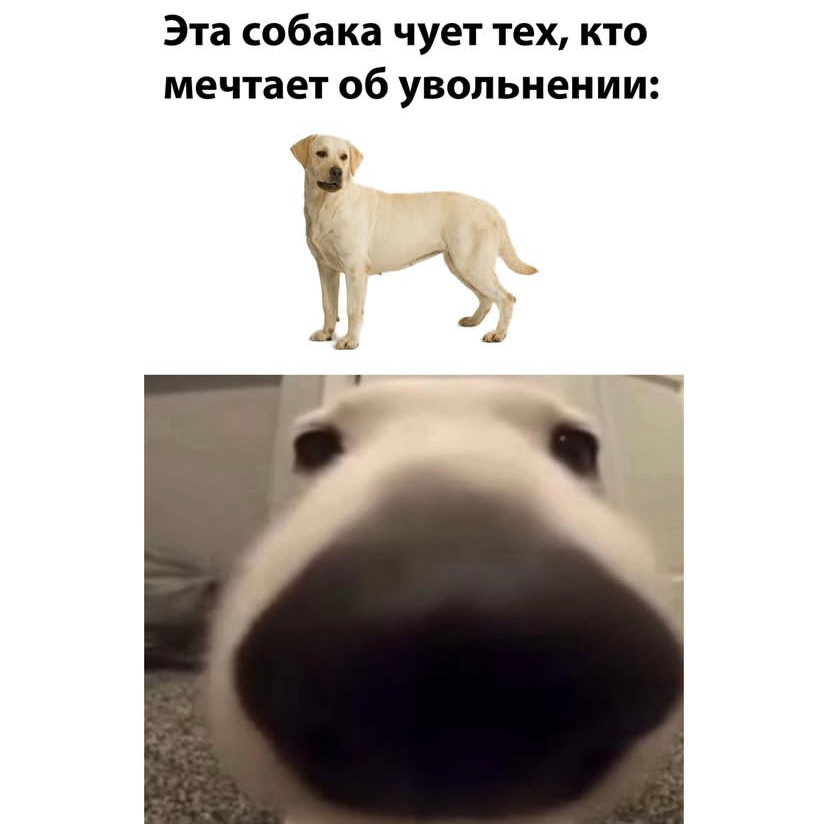 Если ты узнал себя, реакцию на пост!
ДА ДА ИМЕННО ТЫ МОЙ ХОРОШИЙ
ДОРОГОЙ, ЛУЧШЕ ВРЕМЕНИ ЧЕМ СЕЙЧАС У ТЕБЯ НИКОГДА НЕ БУДЕТ
НУЖНО БЫЛО ЭТО МЕНЯТЬ ЕЩЕ ВЧЕРА (как дедлайны на твоей работе которые просят ... | Сетка — социальная сеть от hh.ru
