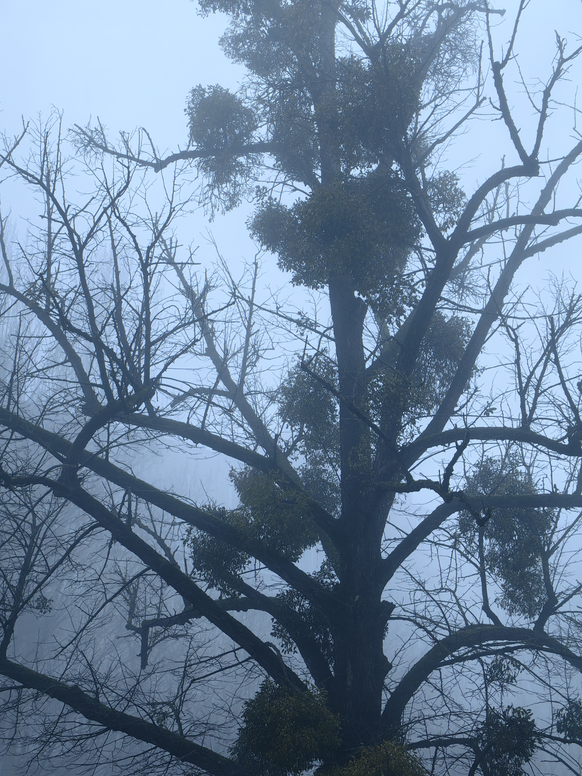 Калининград утро, дорога до офиса 🌫️ | Сетка — социальная сеть от hh.ru